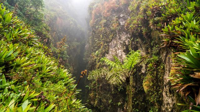 Eine tiefe Schlucht in einem Regenwald. Es ist neblig.