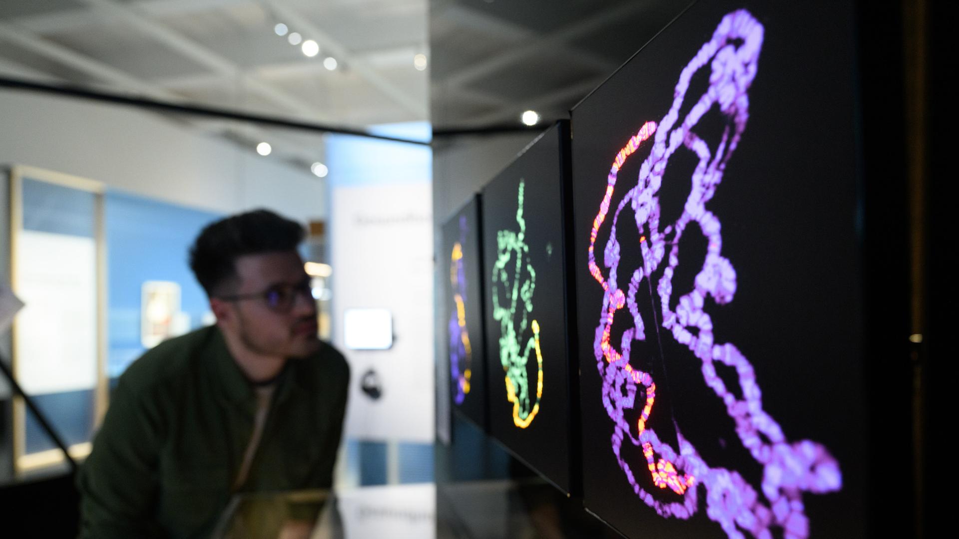 Ein Teilnehmer des Presserundgangs zur Ausstellung des Deutschen Hygiene-Museums "Von Genen und Menschen - Wer wir sind und werden könnten" betrachtet die Darstellung eines Chromosomensatzes von männlichen Fruchtfliegen. Diese wirken wie bunte Fäden. Ein Teilnehmer des Presserundgangs zur Ausstellung des Deutschen Hygiene-Museums "Von Genen und Menschen - Wer wir sind und werden könnten" betrachtet die Darstellung eines Chromosomensatzes von männlichen Fruchtfliegen. Diese wirken wie bunte Fäden.