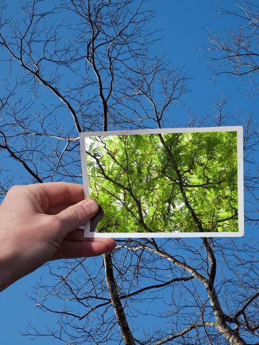 Eine Hand hält ein Foto eines mit grünen Blättern gefüllten Baumes vor denselben Baum ohne Blätter.