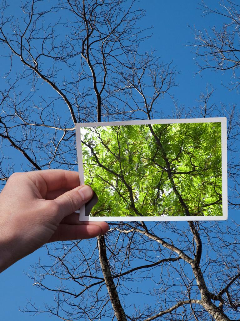 Eine Hand hält ein Foto eines mit grünen Blättern gefüllten Baumes vor denselben Baum ohne Blätter.