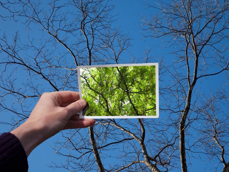 Eine Hand hält ein Foto eines mit grünen Blättern gefüllten Baumes vor denselben Baum ohne Blätter.