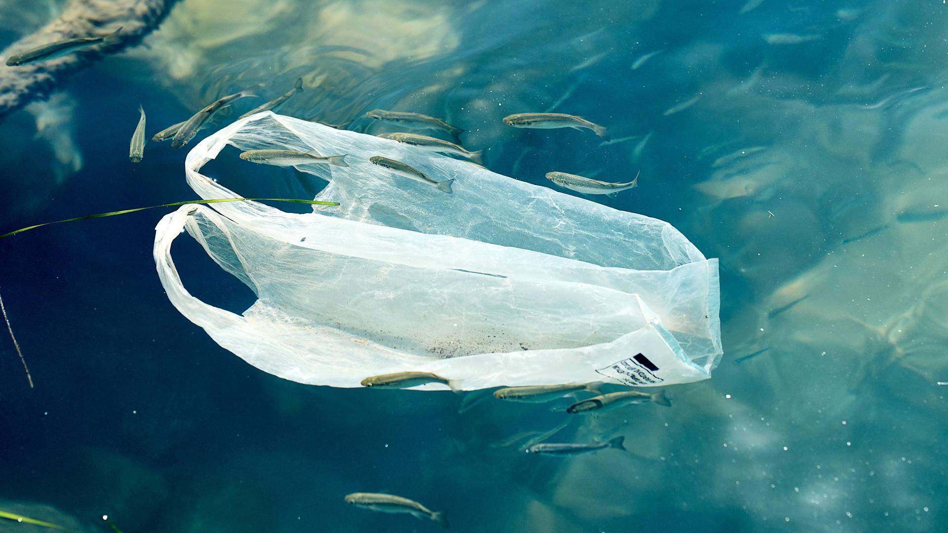 Eine weiße Plastiktüte schwimmt, umgeben von kleinen Fischen, im Meer in Griechenland. Das weiß der Tüte bietet einen Kontrask zu dem blau des Meeres und zeigt die verheerenden Folgen der Umweltverschmutzung.