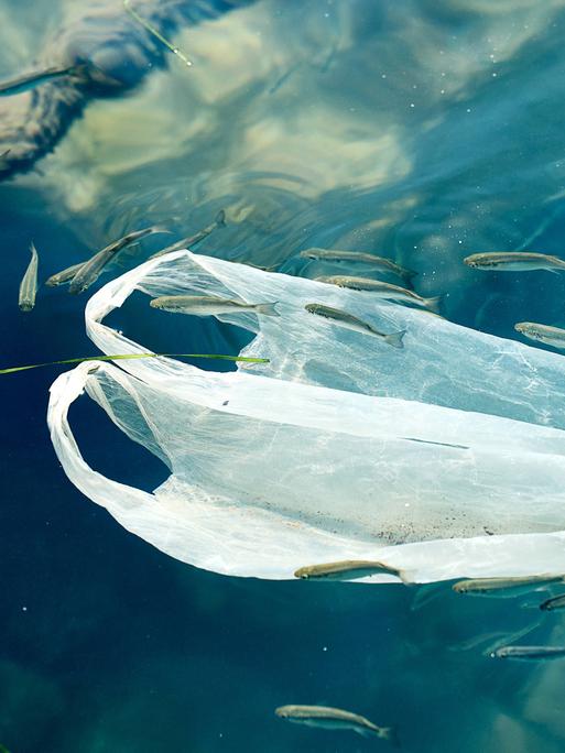 Eine weiße Plastiktüte schwimmt, umgeben von kleinen Fischen, im Meer in Griechenland. Das weiß der Tüte bietet einen Kontrask zu dem blau des Meeres und zeigt die verheerenden Folgen der Umweltverschmutzung.