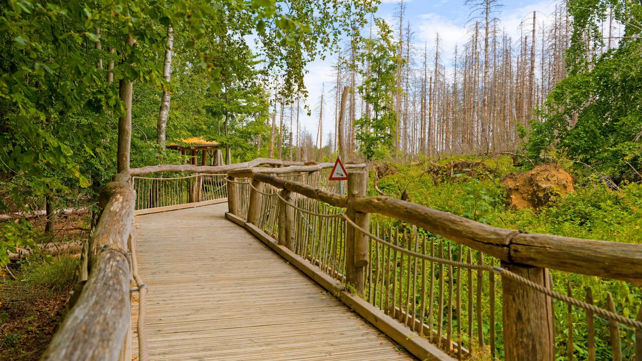 Ein Weg im Natur-Erlebnispark in der Eifel mit Geländer, ein Tau hängt daran