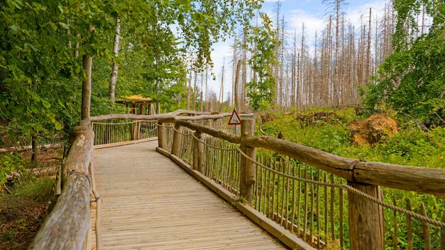 Ein Weg im Natur-Erlebnispark in der Eifel mit Geländer, ein Tau hängt daran