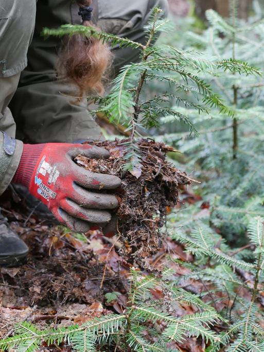 Tannenwildling wird im Rahmen des Bergwaldprojekts gepflanzt.