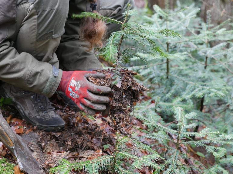 Tannenwildling wird im Rahmen des Bergwaldprojekts gepflanzt.