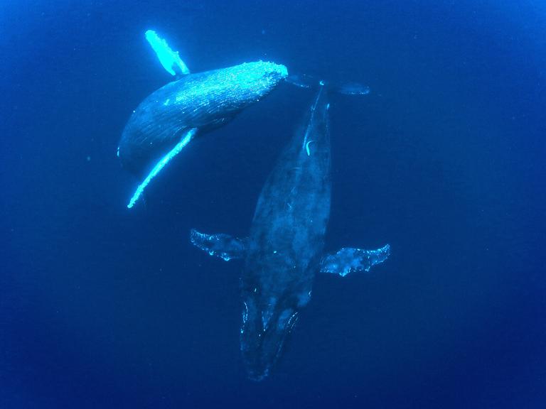 Eine Buckelwal-Mutter mit ihrem Kind im Meer vor Japan