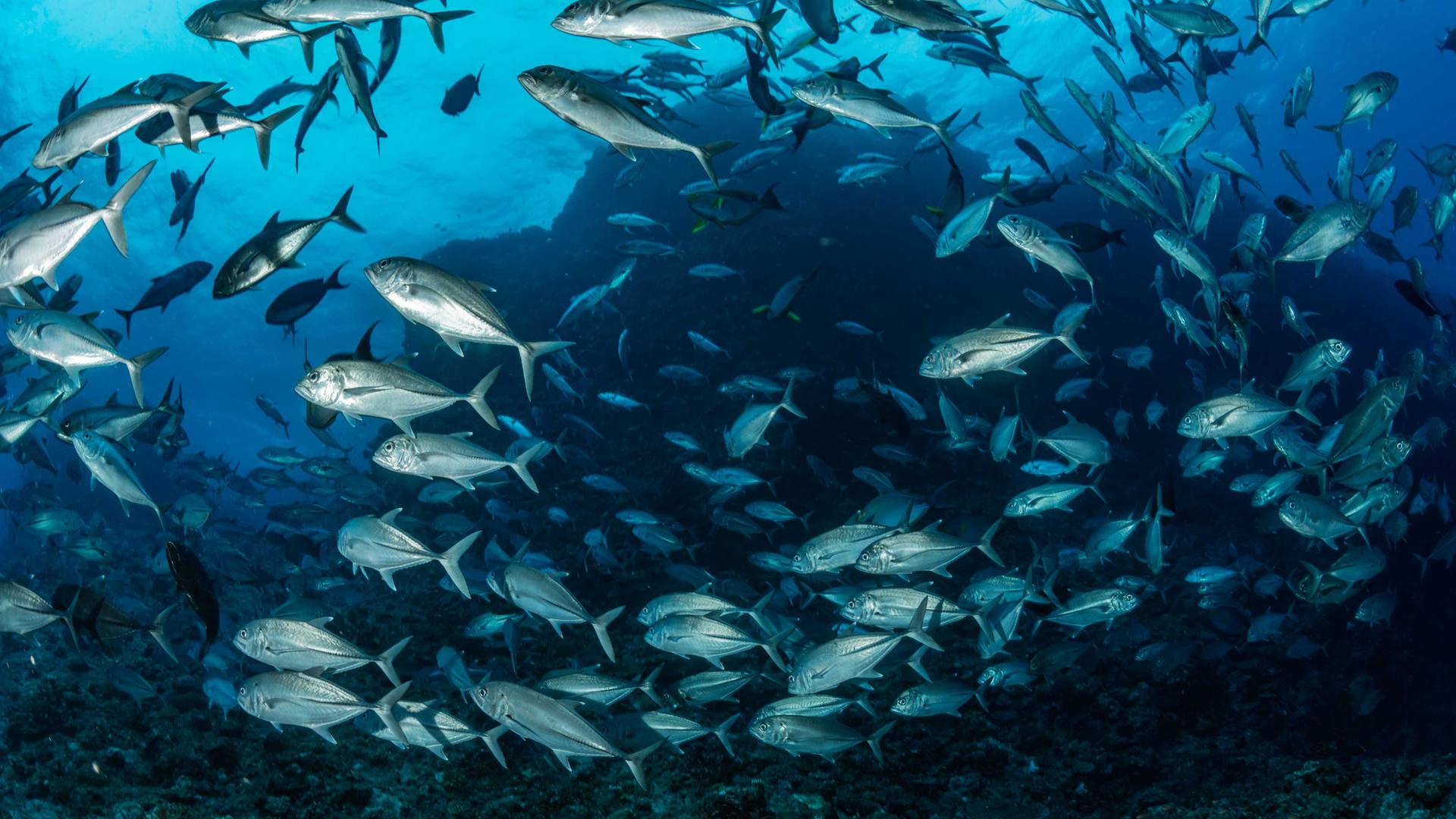 Unterwasserwelt: Ein Schwarm Fische unter Wasser knapp oberhalb des Meeresgrunds.