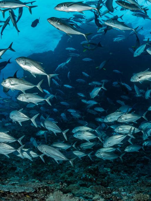 Unterwasserwelt: Ein Schwarm Fische unter Wasser knapp oberhalb des Meeresgrunds.