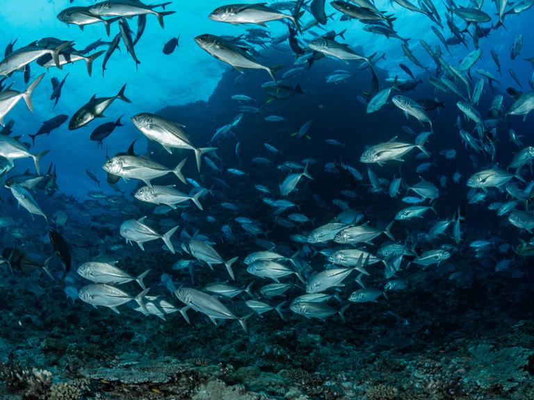 Unterwasserwelt: Ein Schwarm Fische unter Wasser knapp oberhalb des Meeresgrunds.
