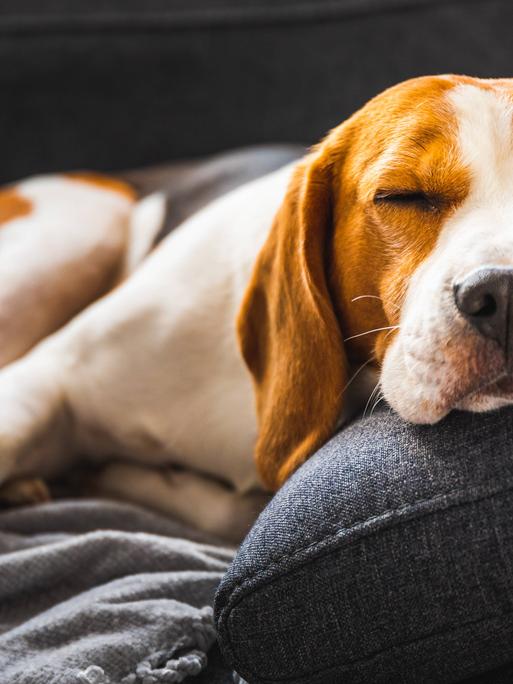 Ein Beagle schäft auf einem Sofa.