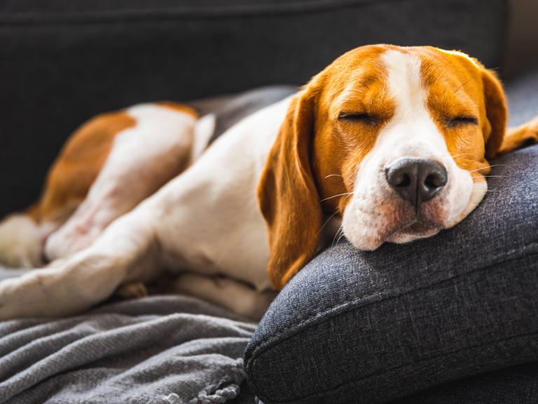 Ein Beagle schäft auf einem Sofa.