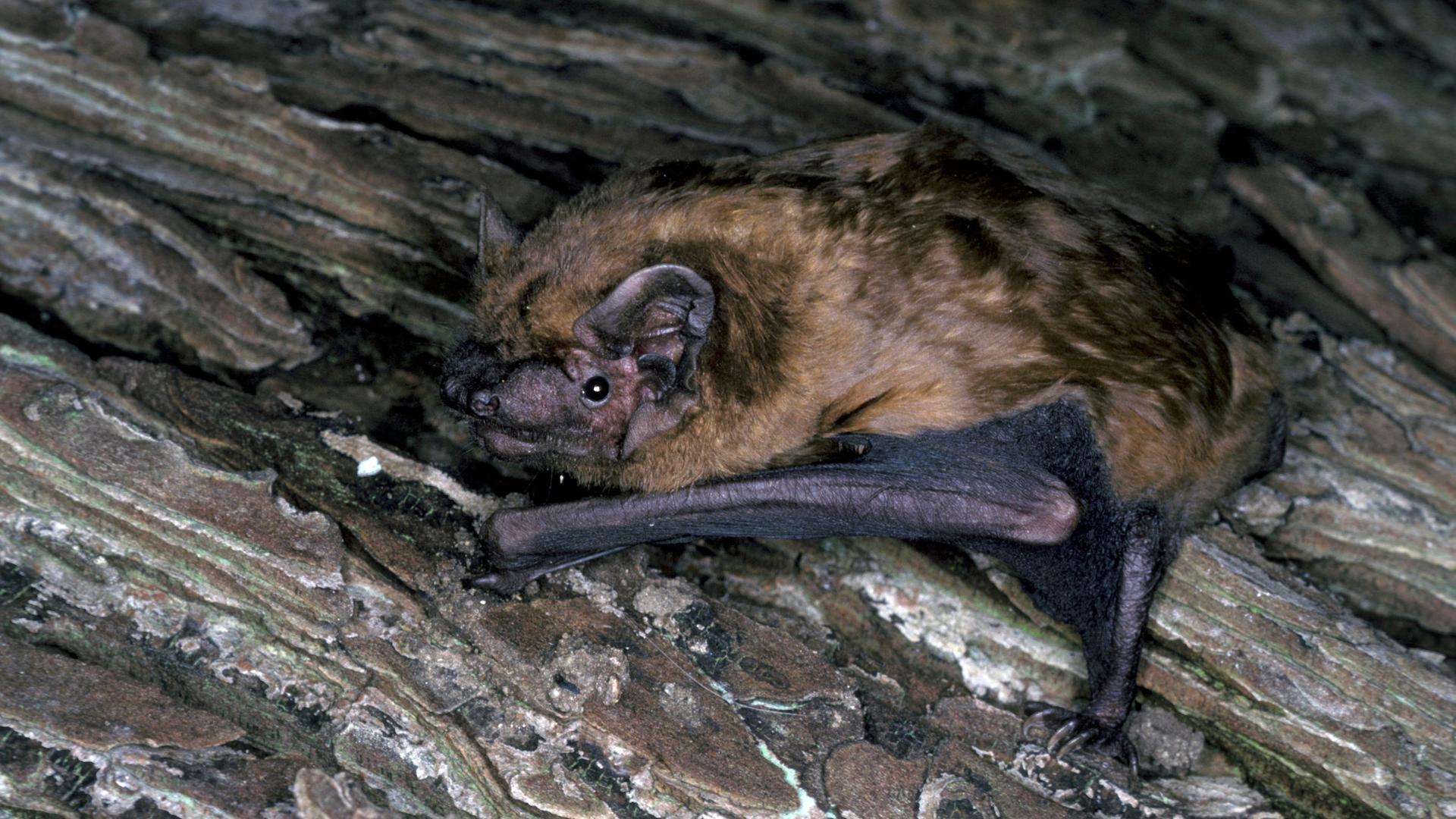 Zu sehen ist eine große Fledermaus. Zu sehen ist eine große Fledermaus.