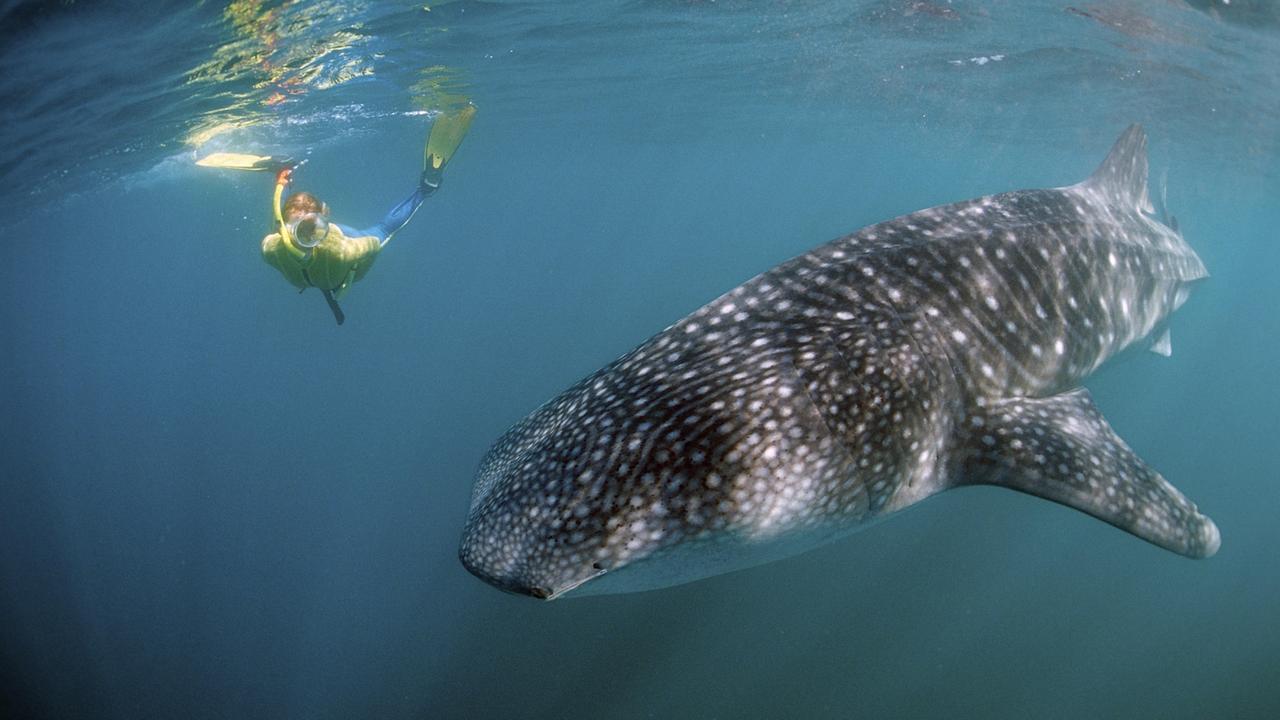 Walhai und Schnorchler im Golf von Aden, Afrika.