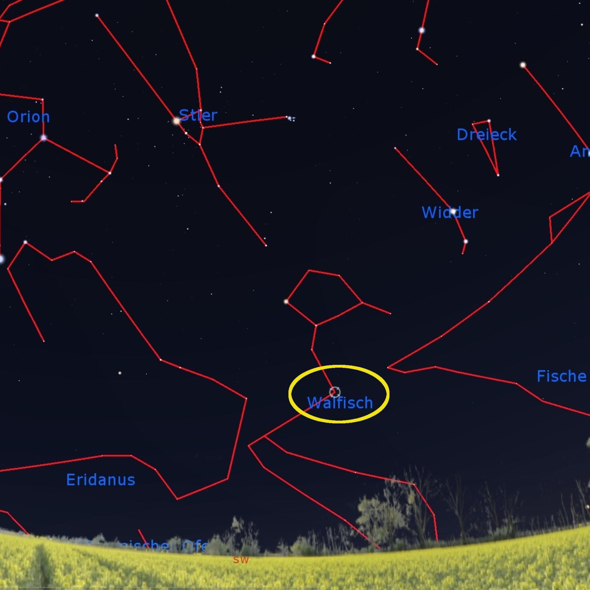 Veränderlicher Stern - Und wieder leuchtet der wunderbare Stern im Walfisch