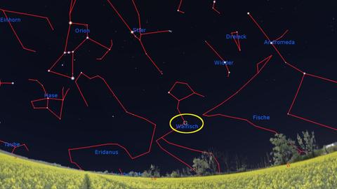 Mira, der wunderbare Stern, zeigt sich gleich zu Beginn der Nacht noch im Südwesten. Der veränderliche Stern leuchtet gerade heller als üblich