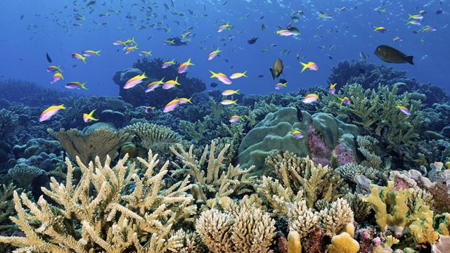 Das Bild zeigt Korallen im Great Barrier Reef. Über den Korallen schwimmt ein Schwarm Fische.
