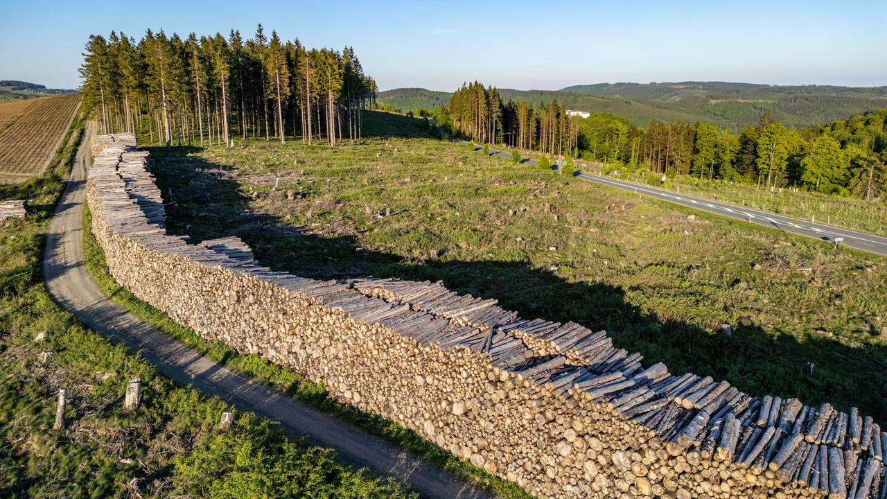 Klimawandel Was Sich Im Deutschen Wald ndern Muss Klimawandel Was Sich Im Deutschen Wald ndern Muss