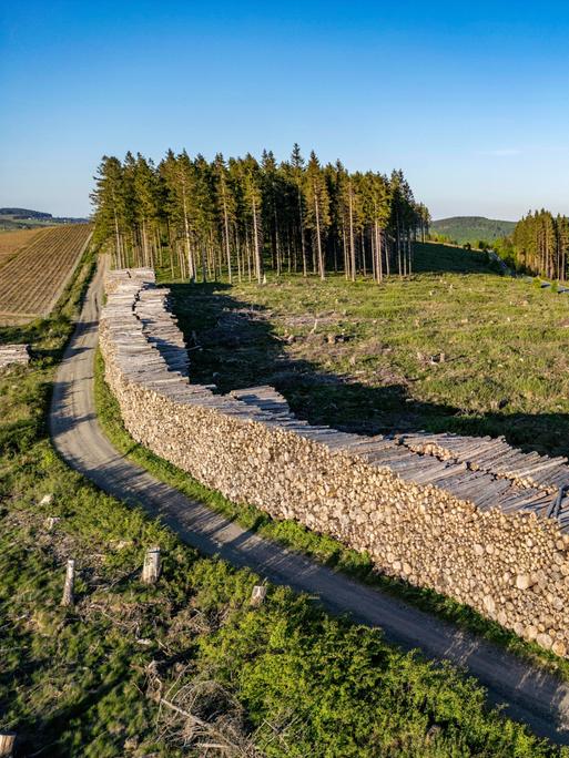 Holzstapel an einem z.T. gerodeten Waldgebiet. Tausende gefällte Fichten, mit Schäden durch den Borkenkäfer, westlich von Langewiese, Ortsteil von Winterberg im Hochsauerlandkreis, NRW, Deutschland. 