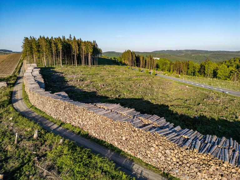 Holzstapel an einem z.T. gerodeten Waldgebiet. Tausende gefällte Fichten, mit Schäden durch den Borkenkäfer, westlich von Langewiese, Ortsteil von Winterberg im Hochsauerlandkreis, NRW, Deutschland. 