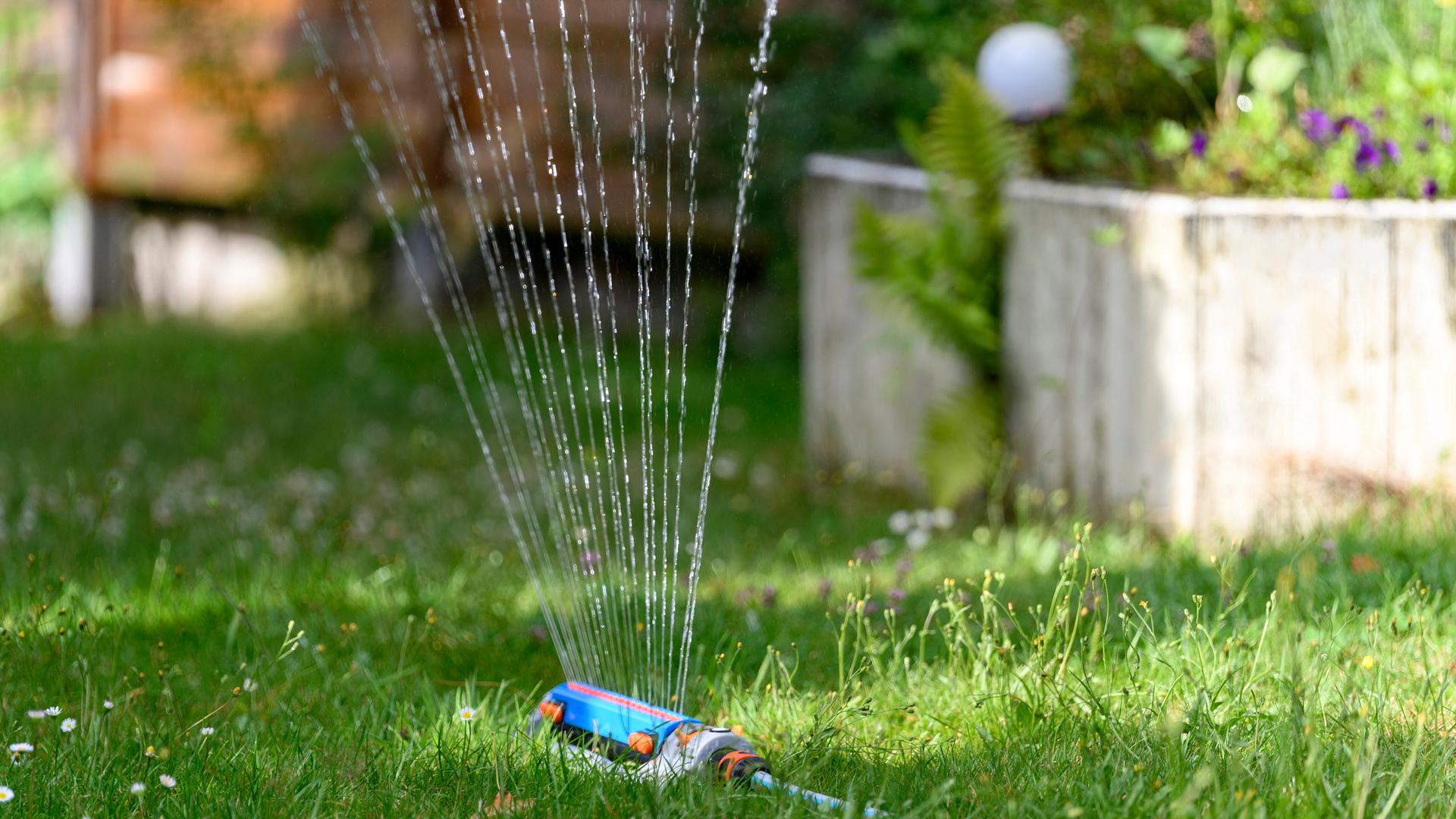 In einem Garten wird der Rasen mit einem Wassersprenger bewässert. Aus dem Wassersprenger kommen mehrere Wasserstrahlen.