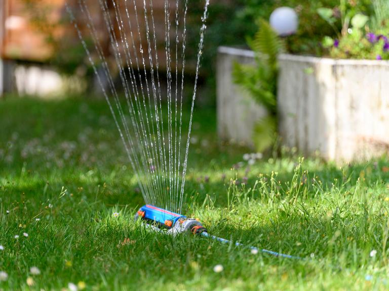 In einem Garten wird der Rasen mit einem Wassersprenger bewässert. Aus dem Wassersprenger kommen mehrere Wasserstrahlen.