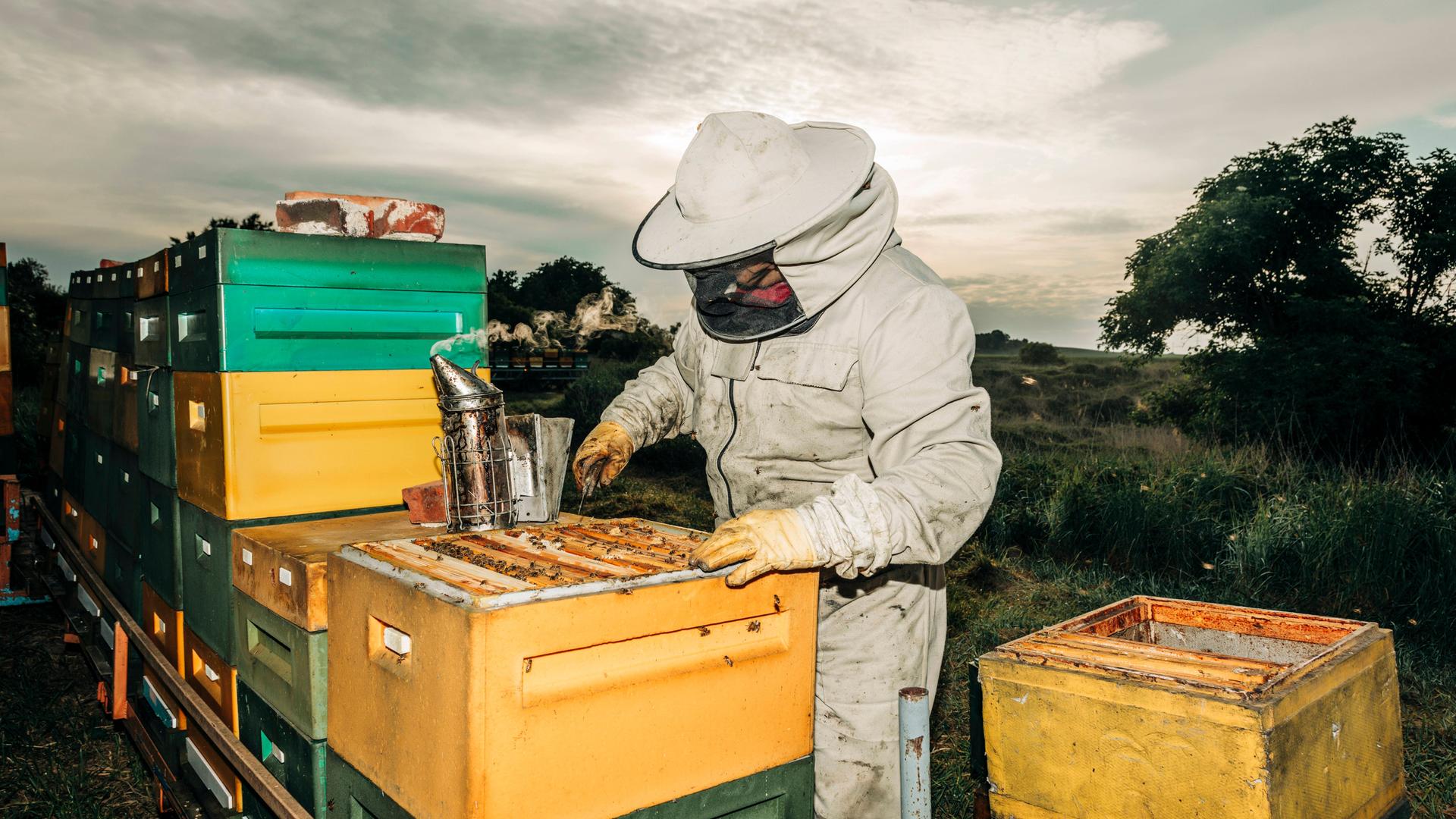 Imker in Schutzanzug bei der Arbeit an Bienenstöcken in einer Imkerei während der Honigernte im Freien. Imker in Schutzanzug bei der Arbeit an Bienenstöcken in einer Imkerei während der Honigernte im Freien.