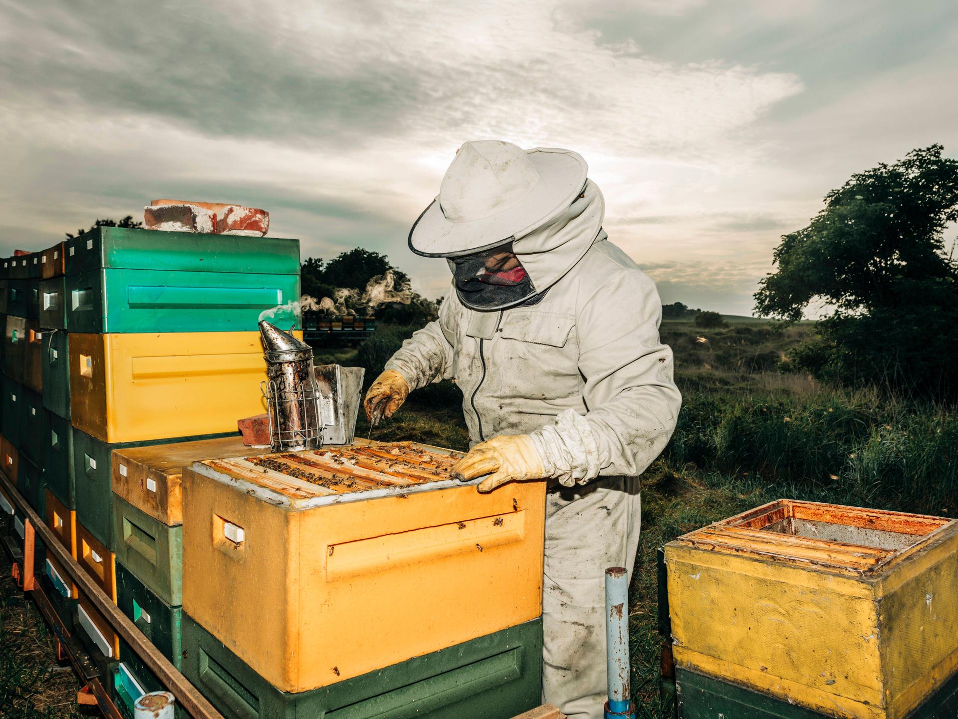  Imker in Schutzanzug bei der Arbeit an Bienenstöcken in einer Imkerei während der Honigernte im Freien. 