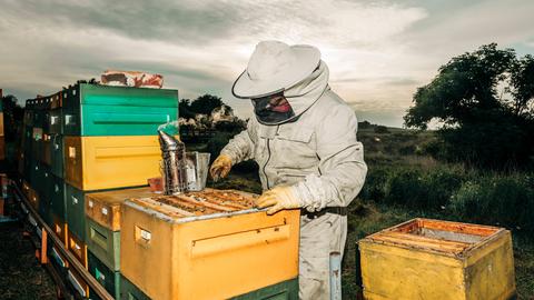 Imker in Schutzanzug bei der Arbeit an Bienenstöcken in einer Imkerei während der Honigernte im Freien. Imker in Schutzanzug bei der Arbeit an Bienenstöcken in einer Imkerei während der Honigernte im Freien.