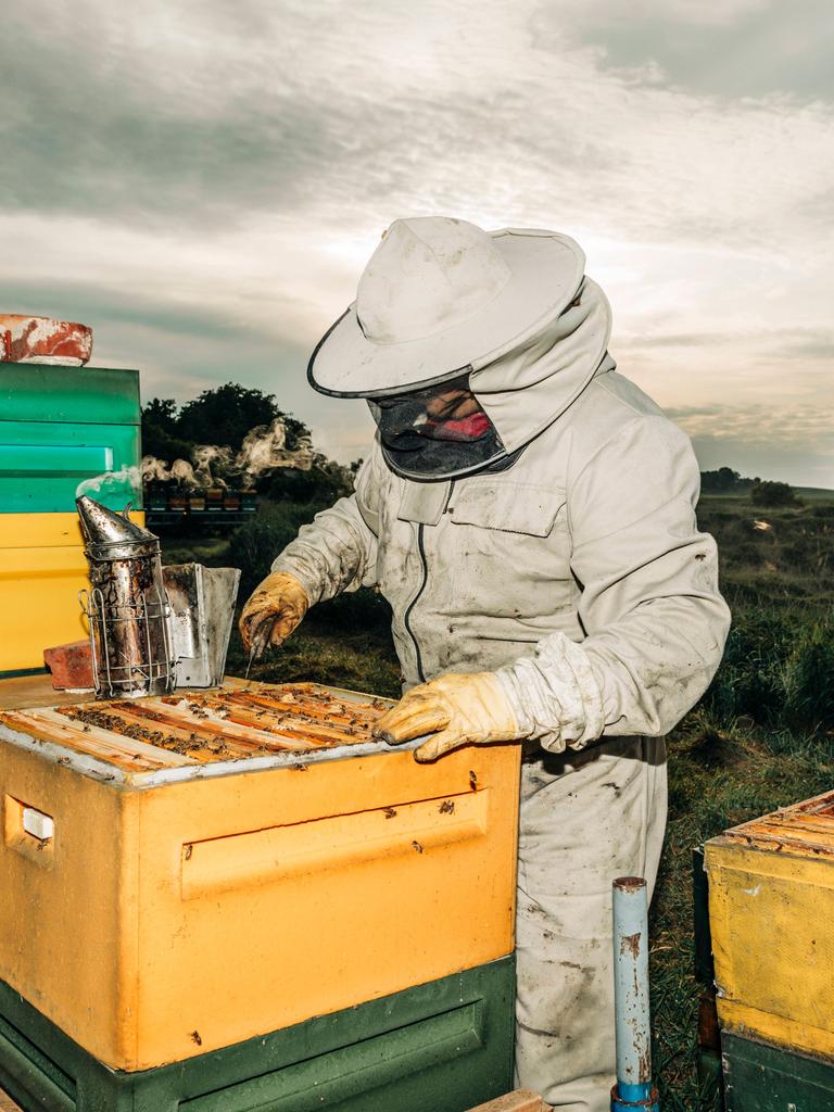  Imker in Schutzanzug bei der Arbeit an Bienenstöcken in einer Imkerei während der Honigernte im Freien. 