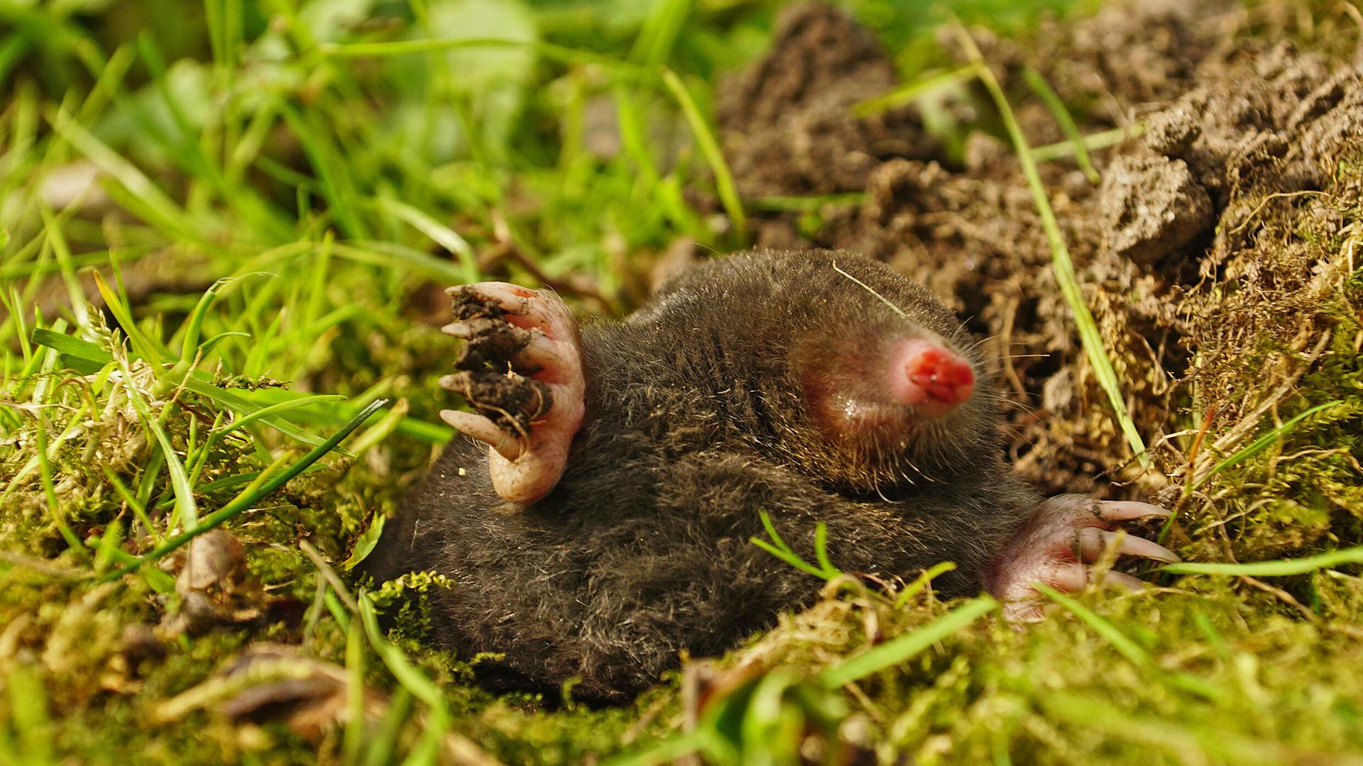 Ein Maulwurf schaut aus seinem Hügel in einer Wiese heraus Ein Maulwurf schaut aus seinem Hügel in einer Wiese heraus