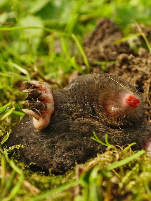 Ein Maulwurf schaut aus seinem Hügel in einer Wiese heraus