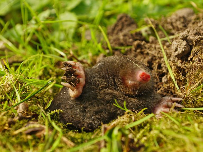 Ein Maulwurf schaut aus seinem Hügel in einer Wiese heraus