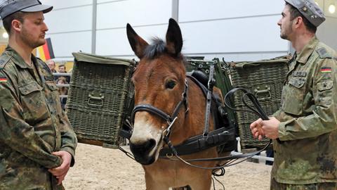 Zwei Gebirgsjäger stehen neben ihrem Maultier.