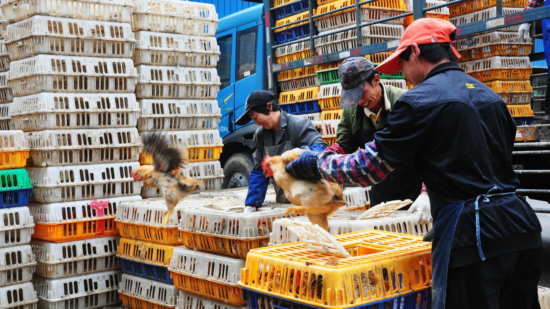 Auf einem chinesischen Geflügelmarkt sortieren Arbeiter Hühner in Kisten.