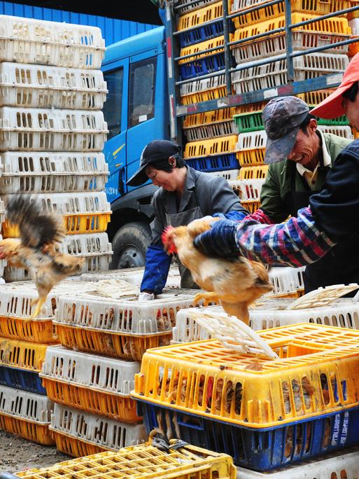 Auf einem chinesischen Geflügelmarkt sortieren Arbeiter Hühner in Kisten.