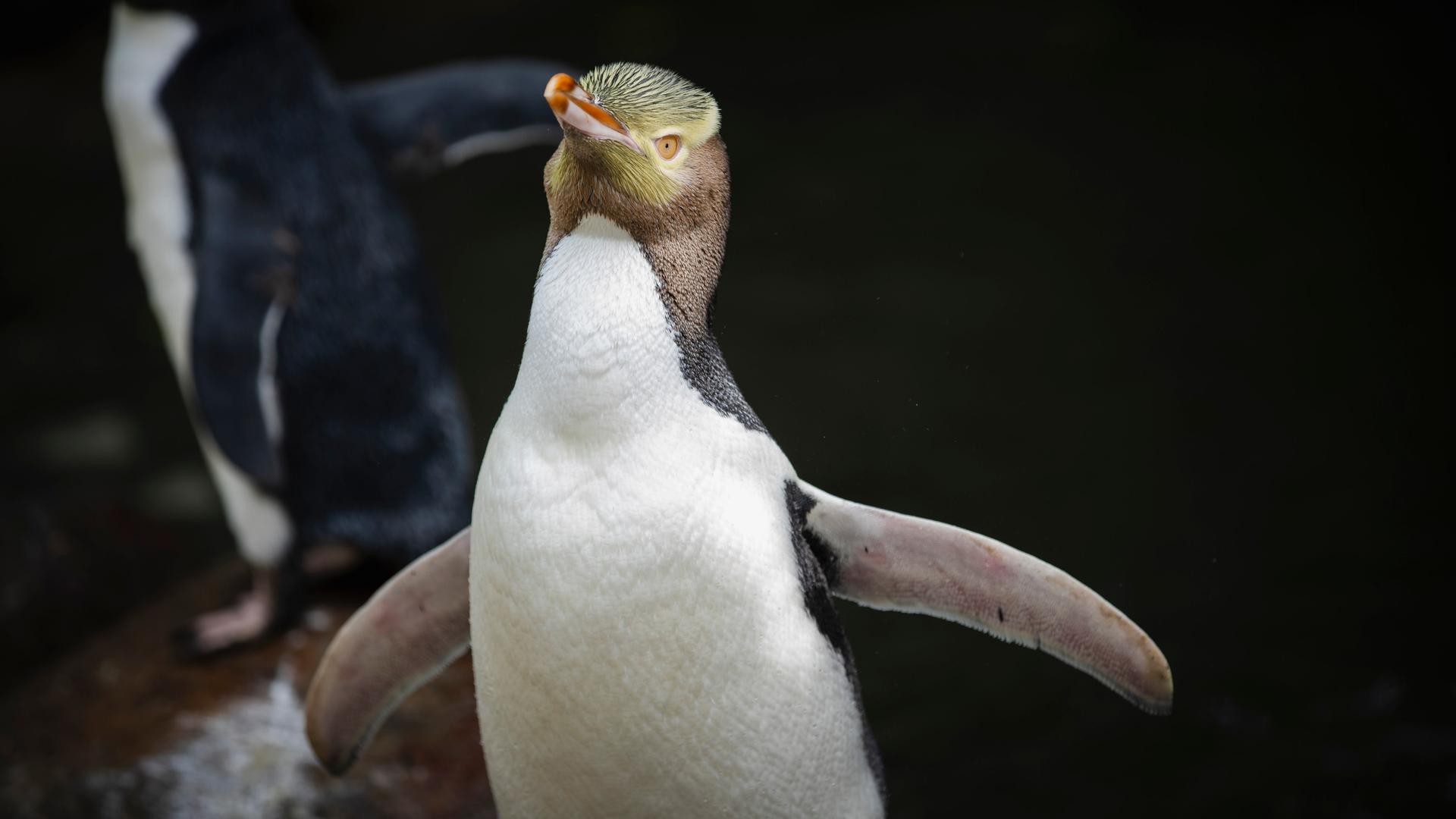 Einer der seltensten Pinguine der Welt ist in Neuseeland zum Vogel des Jahres gekürt worden: Der Gelbaugenpinguin, in seiner Heimat Hoiho genannt.