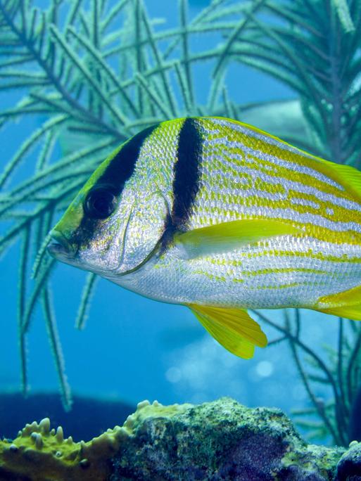 Unbekannte Tiefen:Ein Fisch schwimmt an einem Korallenriff im Atlantik. 