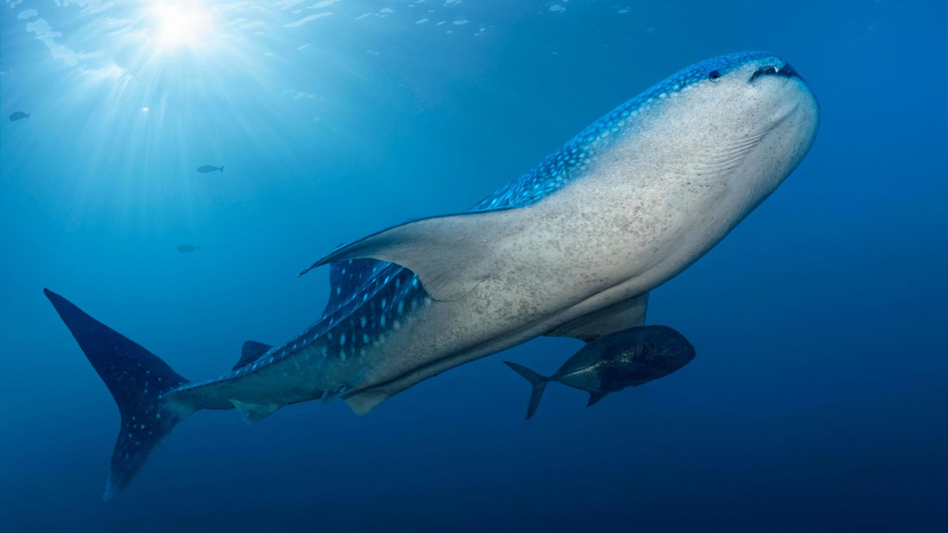 Walhai (Rhincodon typus) schwimmt im Gegenlicht