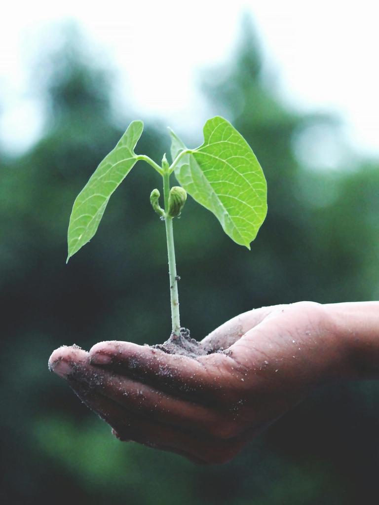 Erdverschmierte Hand hält Setzling einer Pflanze 