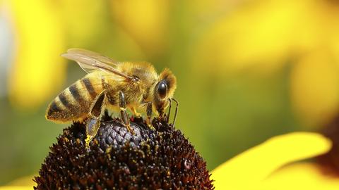 Großaufnahme einer Biene auf einer Blüte
