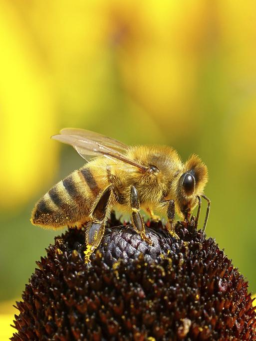 Großaufnahme einer Biene auf einer Blüte