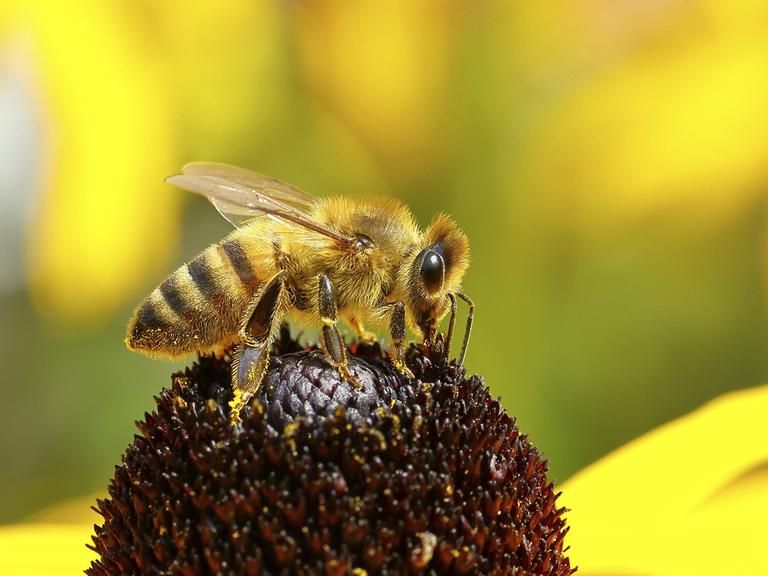 Großaufnahme einer Biene auf einer Blüte
