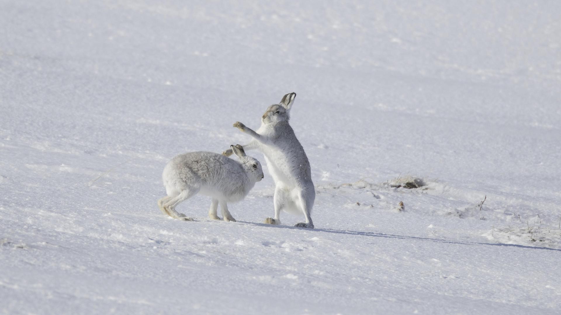 Ein Schneehasenweibchen mit weißem Winterfell wehrt ein Männchen im Schnee ab.