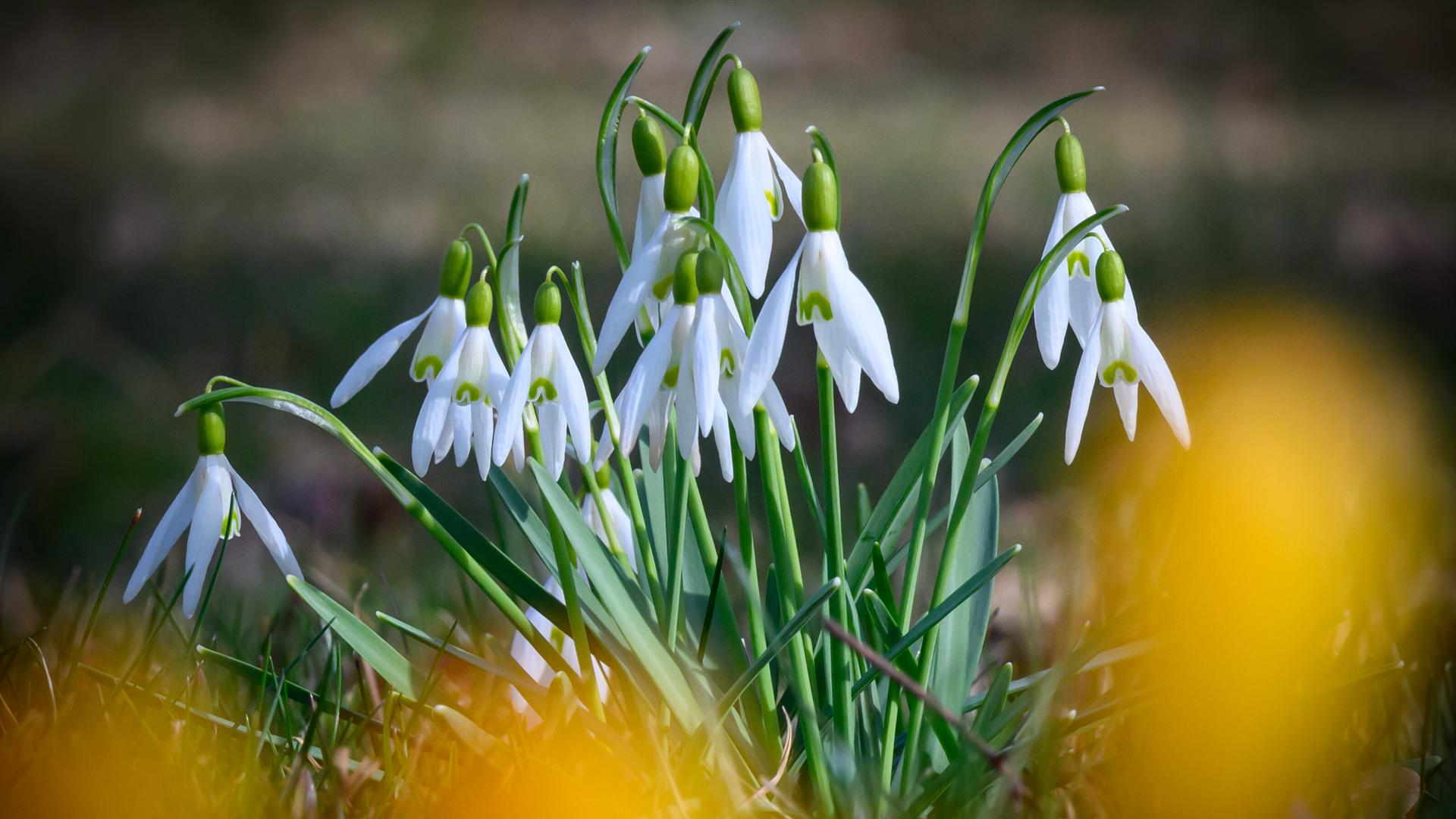 Schneeglöckchen blühen auf einer Wiese im südöstlichen Brandenburg.