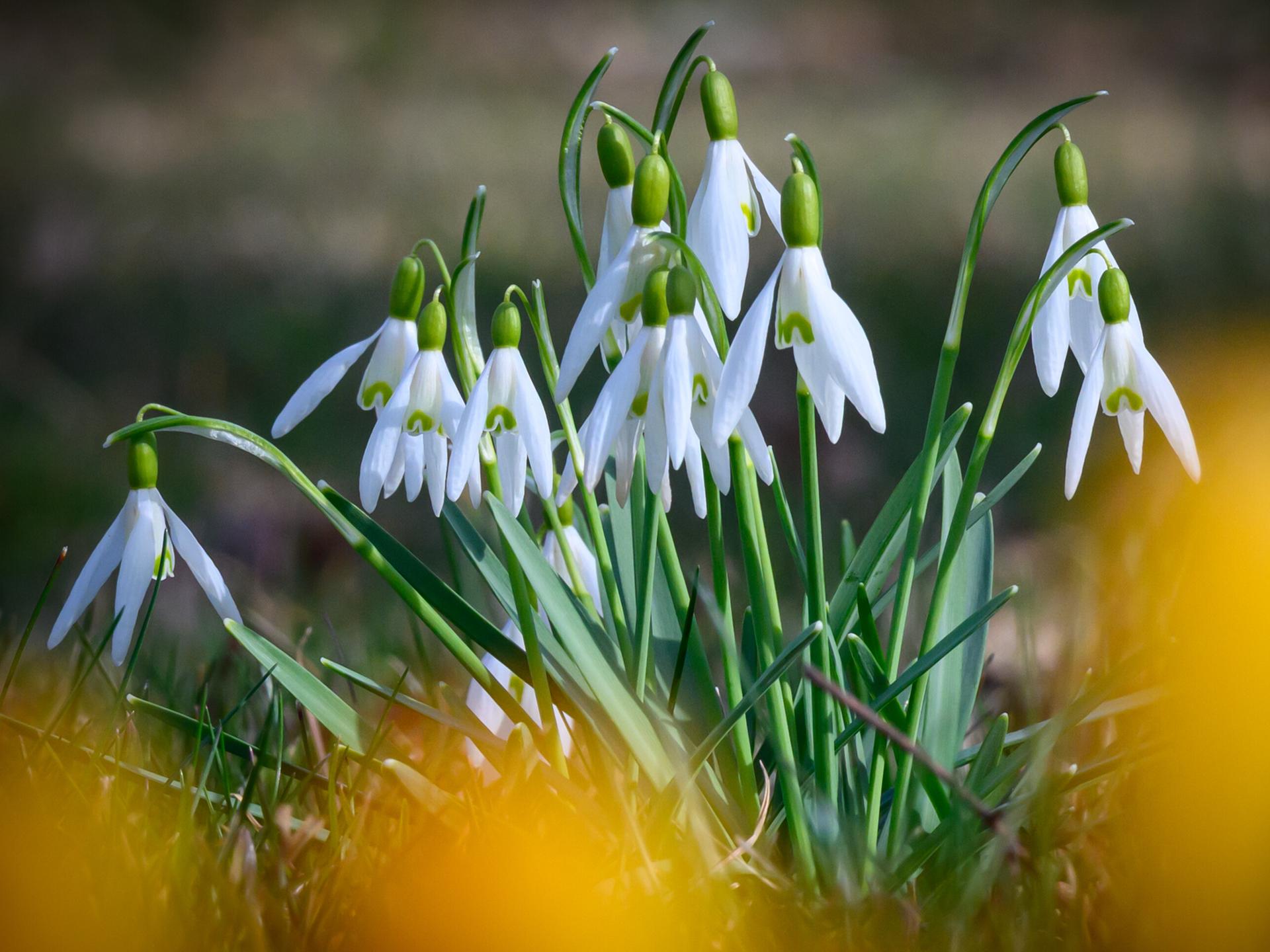 Schneeglöckchen blühen auf einer Wiese im südöstlichen Brandenburg.