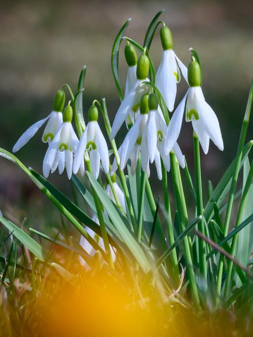Schneeglöckchen blühen auf einer Wiese im südöstlichen Brandenburg.