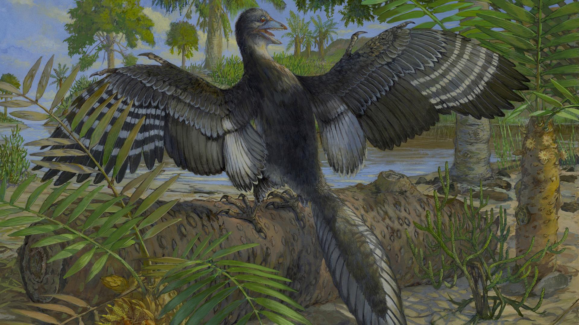 Eine Zeichnung von einem Archaeopteryx. Der Urvogel hat Flügel, Federn und einen langen Schwanz mit vielen Federn. Eine Zeichnung von einem Archaeopteryx. Der Urvogel hat Flügel, Federn und einen langen Schwanz mit vielen Federn.