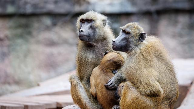 Paviane sitzen in ihrem Gehege im Zoo in Nürnberg. 